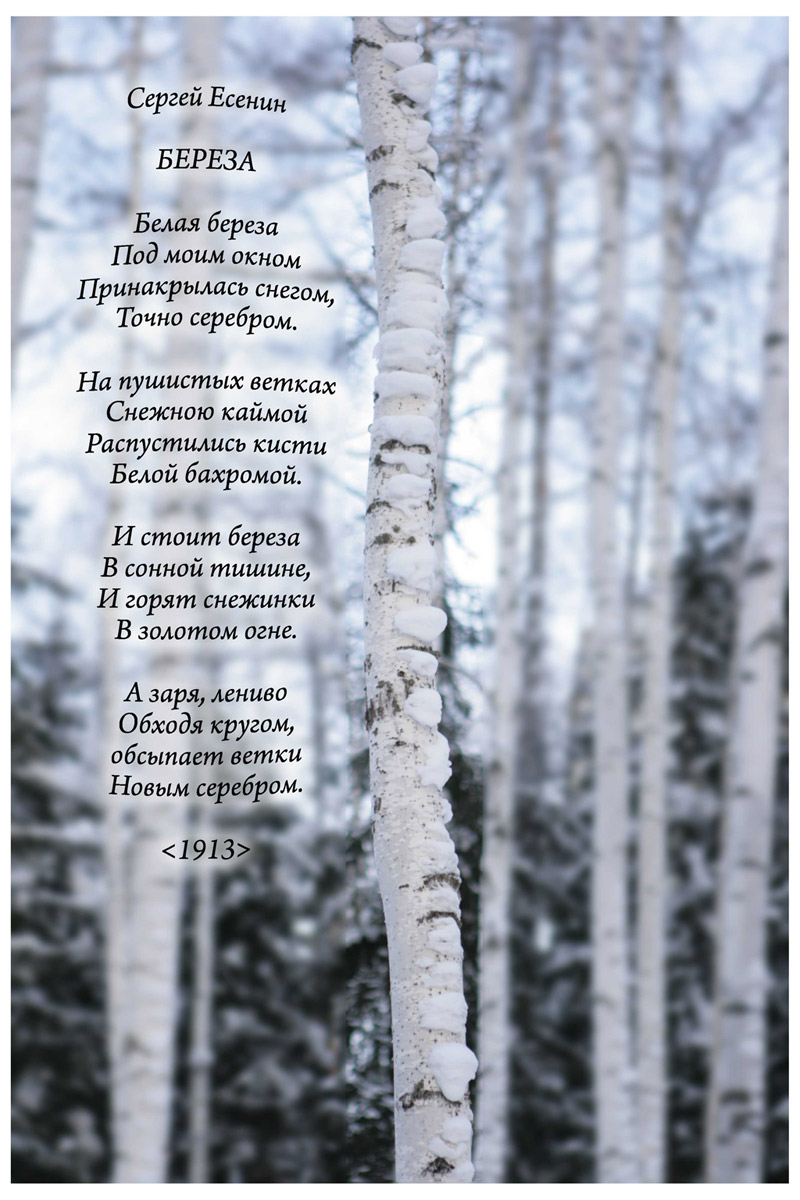 Песня красивая береза. «Берёза»( 1913) Есенин. Стих про березу. Стихи Есенина о природе. Стихотворение белая береза.